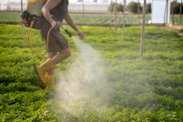 Best Insect Control  in Bethalto, IL
