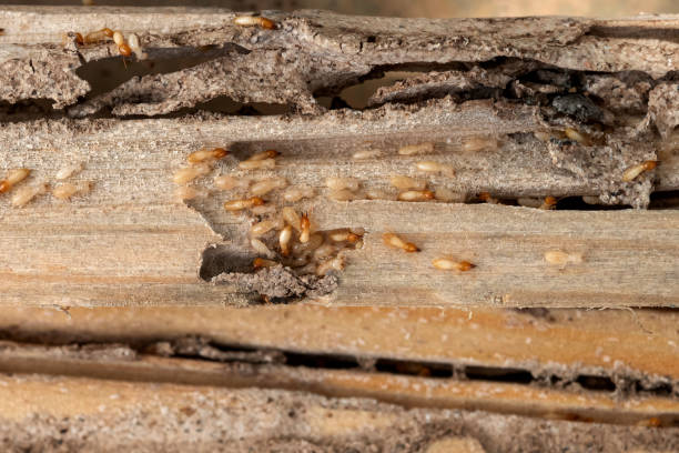 Best Termite Control Services  in Bethalto, IL